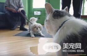 超专业的房仲猫咪 不仅接待客人还会陪签约