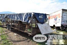 马戏团狮子被不人道对待 获救后开心渐露自然天性