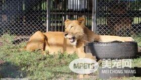 马戏团狮子被不人道对待 获救后开心渐露自然天性