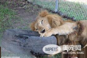 马戏团狮子被不人道对待 获救后开心渐露自然天性