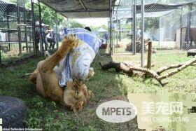 马戏团狮子被不人道对待 获救后开心渐露自然天性