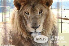 马戏团狮子被不人道对待 获救后开心渐露自然天性