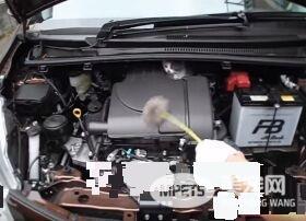 小猫误入汽车引擎取暖 幸得橘猫呼唤有惊无险