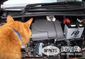 小猫误入汽车引擎取暖 幸得橘猫呼唤有惊无险
