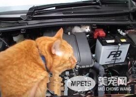小猫误入汽车引擎取暖 幸得橘猫呼唤有惊无险