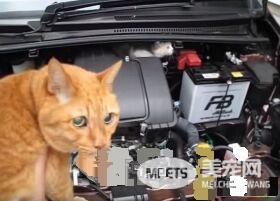 小猫误入汽车引擎取暖 幸得橘猫呼唤有惊无险