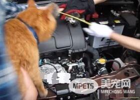 小猫误入汽车引擎取暖 幸得橘猫呼唤有惊无险