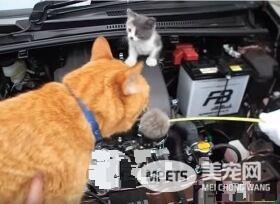小猫误入汽车引擎取暖 幸得橘猫呼唤有惊无险