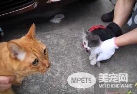 小猫误入汽车引擎取暖 幸得橘猫呼唤有惊无险