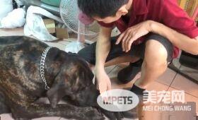 狗狗偷吃被训话 一脸超无辜硬挤泪珠