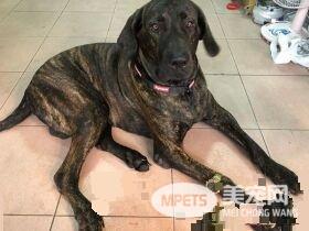 狗狗偷吃被训话 一脸超无辜硬挤泪珠