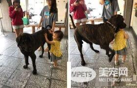 狗狗偷吃被训话 一脸超无辜硬挤泪珠