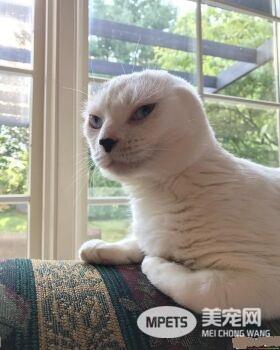 焦虑症女孩领养无耳猫 猫咪帮助下克服精神疾病