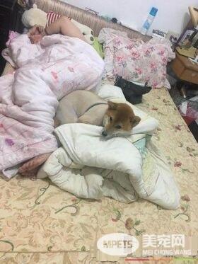 超可爱狗狗 被阿嬷溺宠舍身陪睡地板