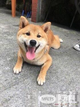 超可爱狗狗 被阿嬷溺宠舍身陪睡地板