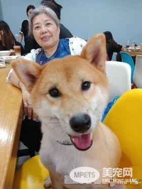 超可爱狗狗 被阿嬷溺宠舍身陪睡地板