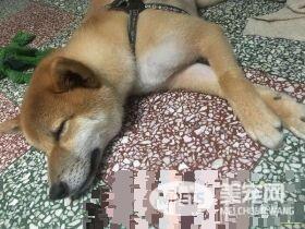 超可爱狗狗 被阿嬷溺宠舍身陪睡地板