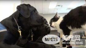 超霸气的助理猫咪 给狗狗上课成为狗狗班长