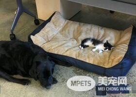 超霸气的助理猫咪 给狗狗上课成为狗狗班长