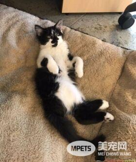 超霸气的助理猫咪 给狗狗上课成为狗狗班长