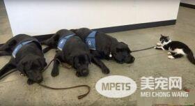 超霸气的助理猫咪 给狗狗上课成为狗狗班长