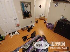 多宠家庭是怎样的光景？一起看看他们的热闹生活