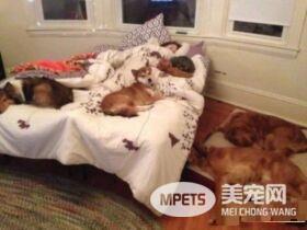 多宠家庭是怎样的光景？一起看看他们的热闹生活