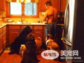多宠家庭是怎样的光景？一起看看他们的热闹生活