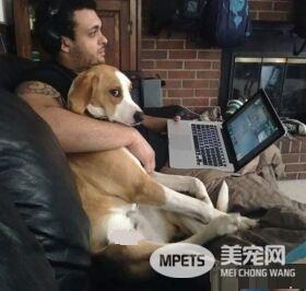 毛小孩们原来是最具潜力的小三 遇到了只能认了