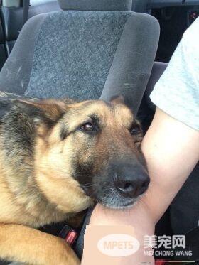 毛小孩们原来是最具潜力的小三 遇到了只能认了