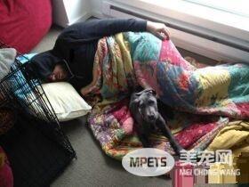 毛小孩们原来是最具潜力的小三 遇到了只能认了