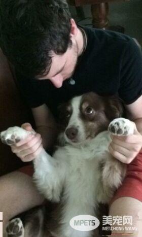 毛小孩们原来是最具潜力的小三 遇到了只能认了