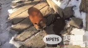 被尾随怎么甩都甩不掉 原来是某只小可爱