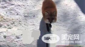 被尾随怎么甩都甩不掉 原来是某只小可爱