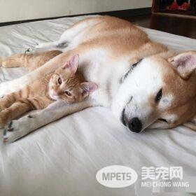 超治愈系猫咪 带狗哥哥走出失友之痛