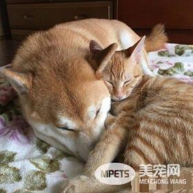 超治愈系猫咪 带狗哥哥走出失友之痛