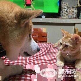 超治愈系猫咪 带狗哥哥走出失友之痛