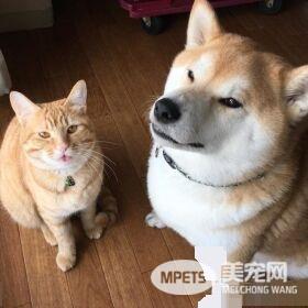 超治愈系猫咪 带狗哥哥走出失友之痛