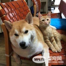 超治愈系猫咪 带狗哥哥走出失友之痛