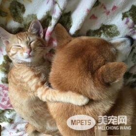 超治愈系猫咪 带狗哥哥走出失友之痛