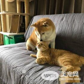 超治愈系猫咪 带狗哥哥走出失友之痛