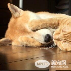 超治愈系猫咪 带狗哥哥走出失友之痛