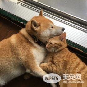 超治愈系猫咪 带狗哥哥走出失友之痛