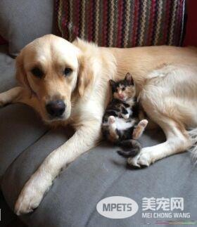 有哥哥的孩子像个宝 小花猫有两只超爱它的狗哥哥