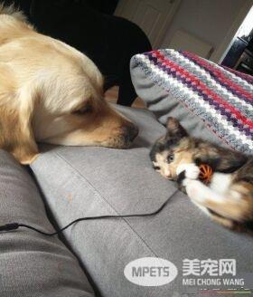 有哥哥的孩子像个宝 小花猫有两只超爱它的狗哥哥