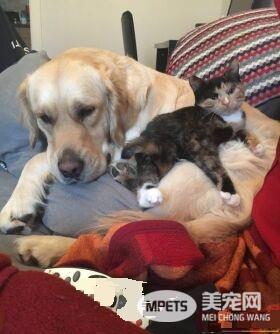 有哥哥的孩子像个宝 小花猫有两只超爱它的狗哥哥