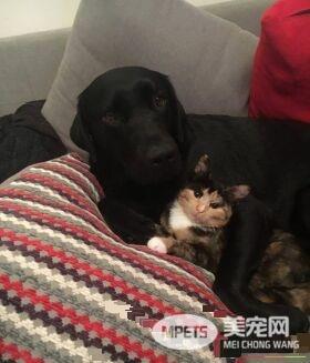 有哥哥的孩子像个宝 小花猫有两只超爱它的狗哥哥