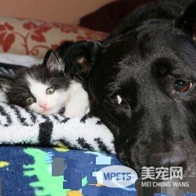 狗妈妈因为猫朋友 开启了爱猫生涯