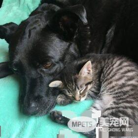 狗妈妈因为猫朋友 开启了爱猫生涯