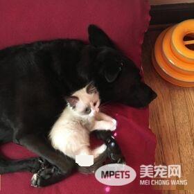 狗妈妈因为猫朋友 开启了爱猫生涯